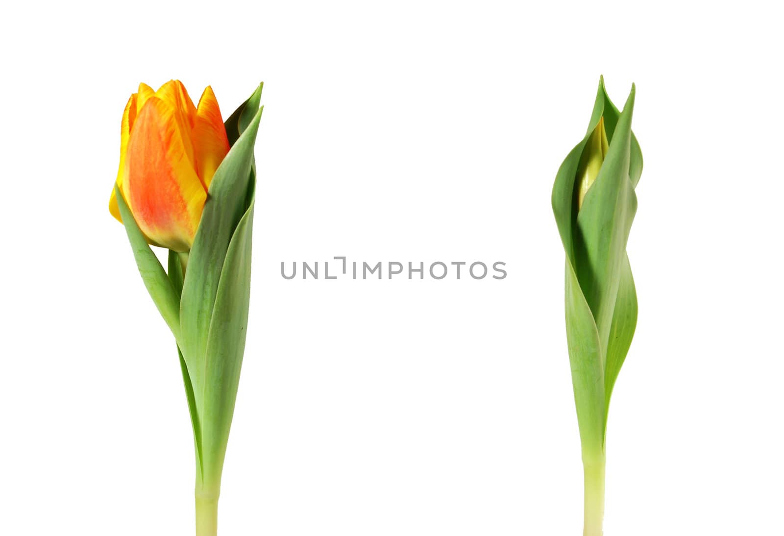 Two beautiful orange tulips over white background