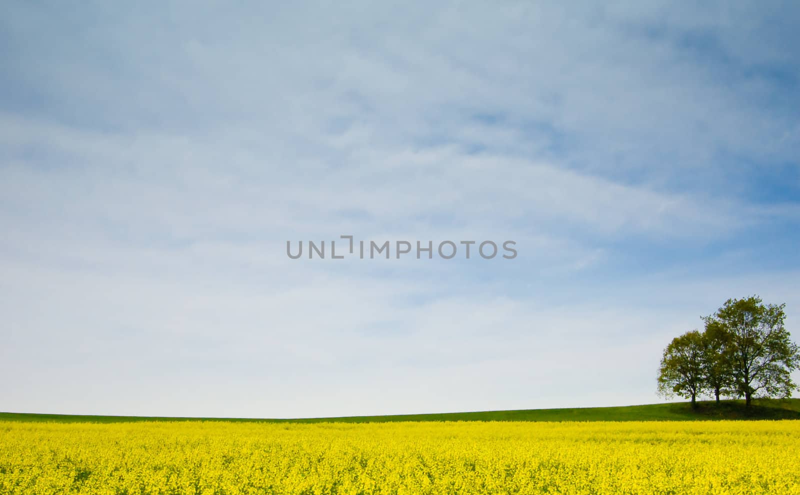 rape landscape - yellow field, blue sky