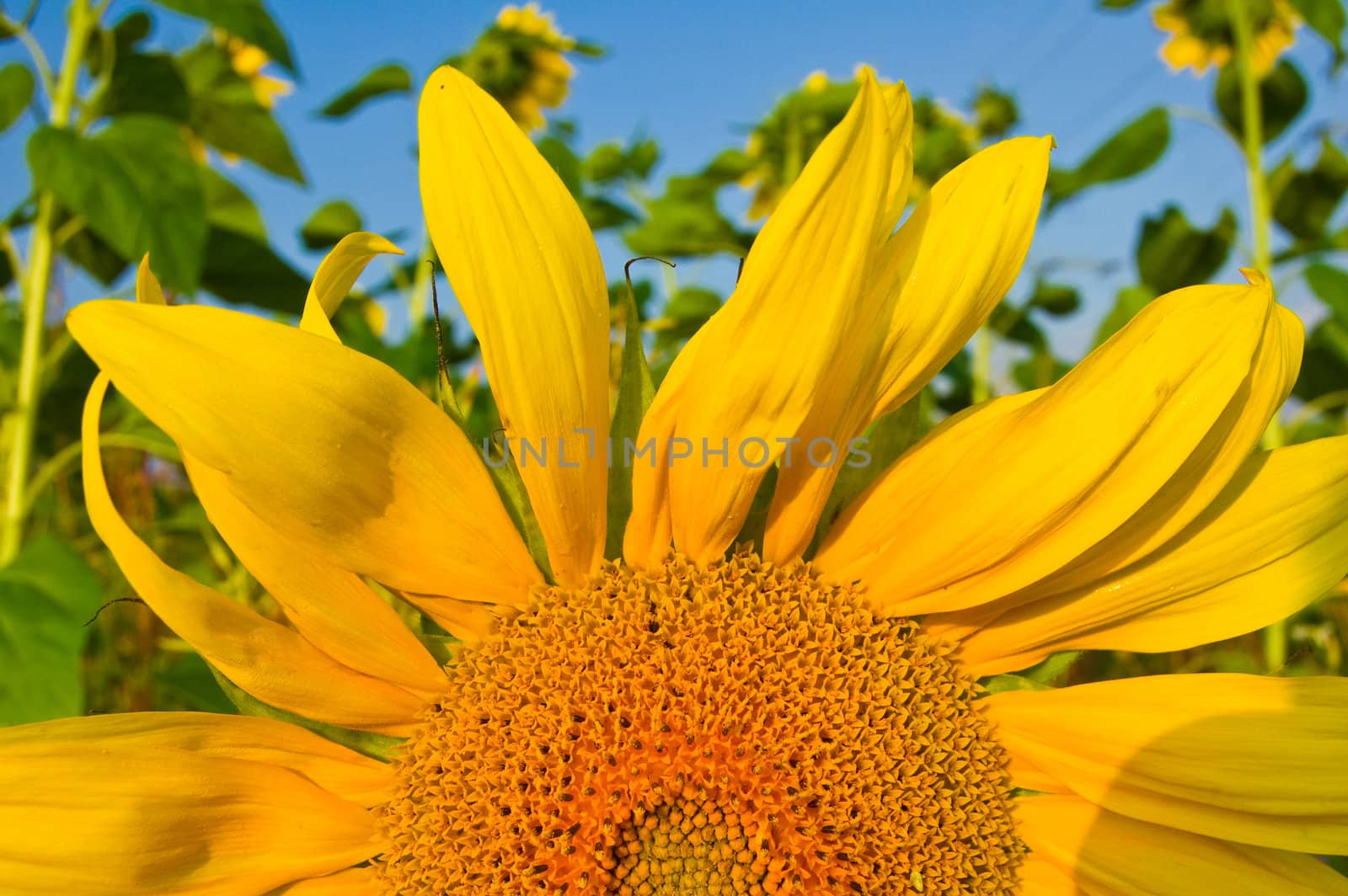 beautiful sunflower with blue sky