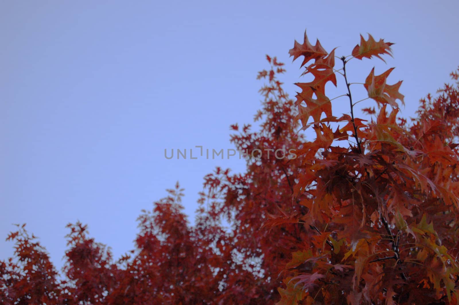 Beautiful autumn leaves against blue sky