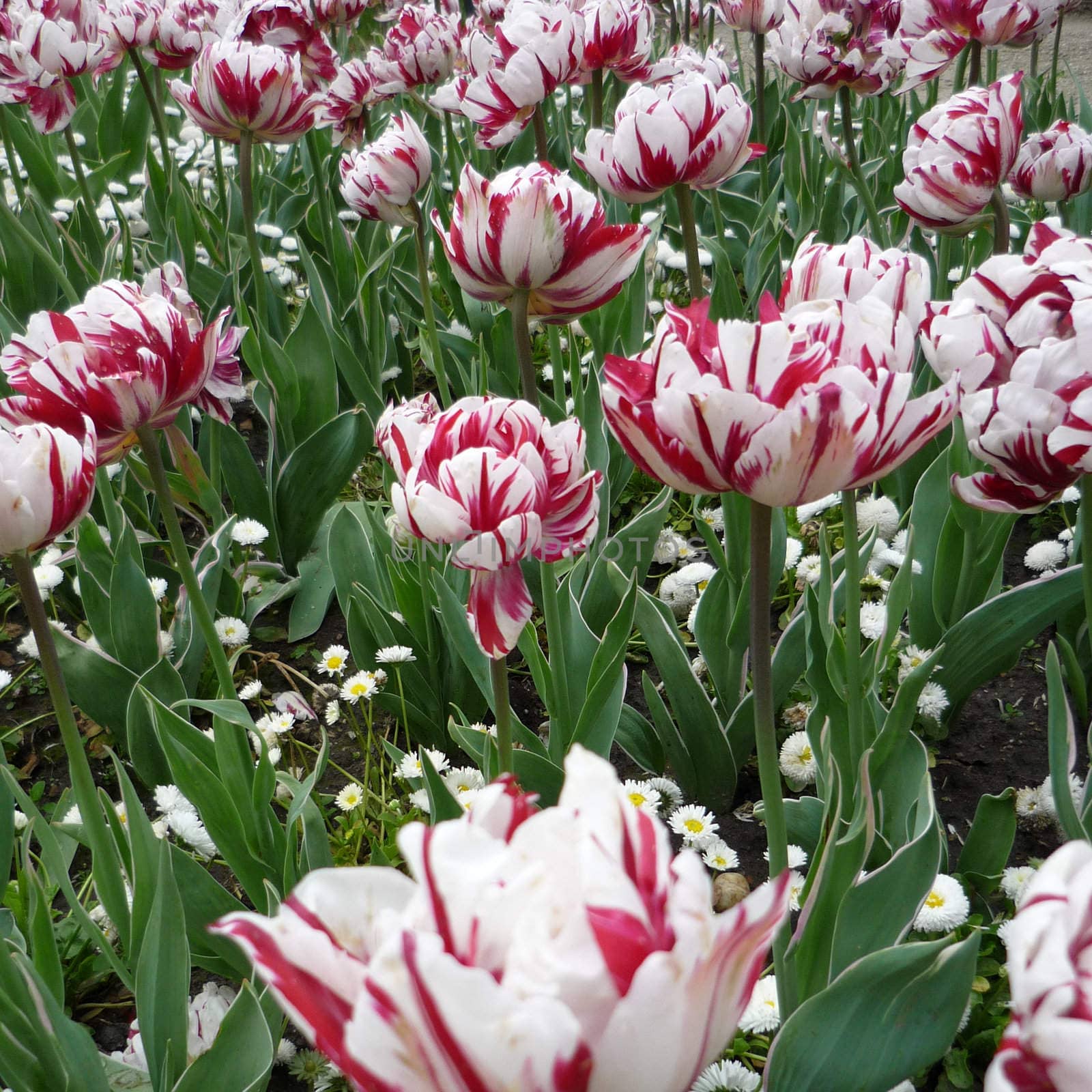 Beautiful pink and white tulips