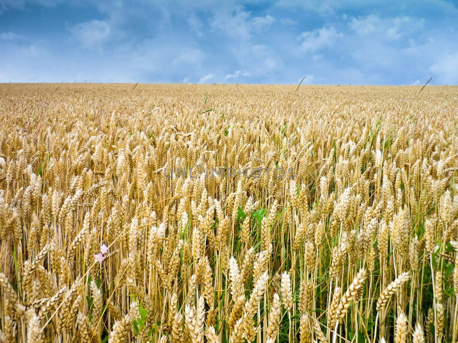 Wheat ears against the blue sky