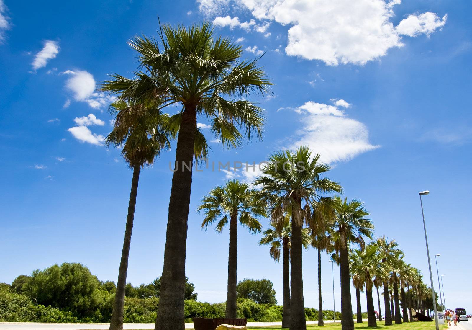 Beautiful palm-lined street under blue sky