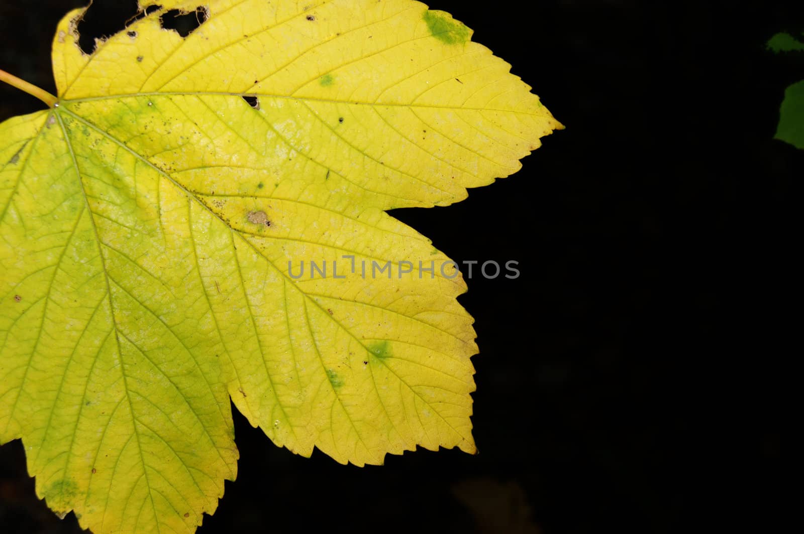 Polish golden autumn