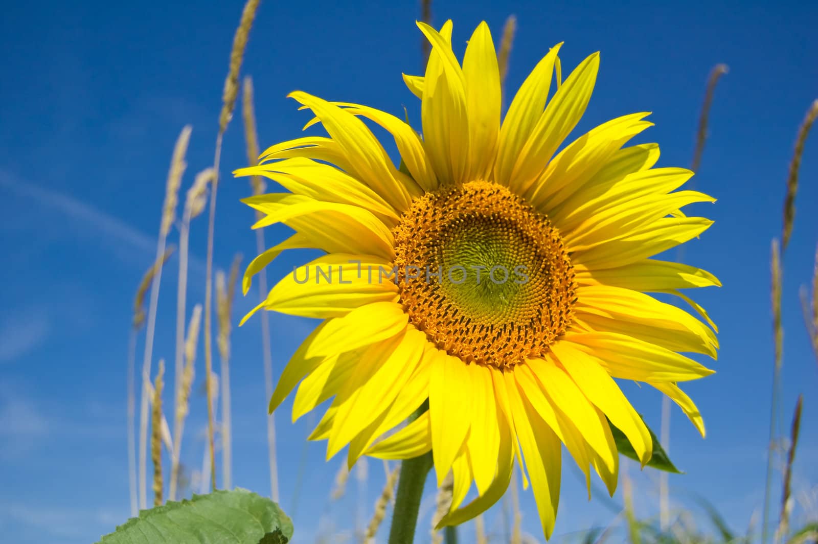 beautiful sunflower with blue sky