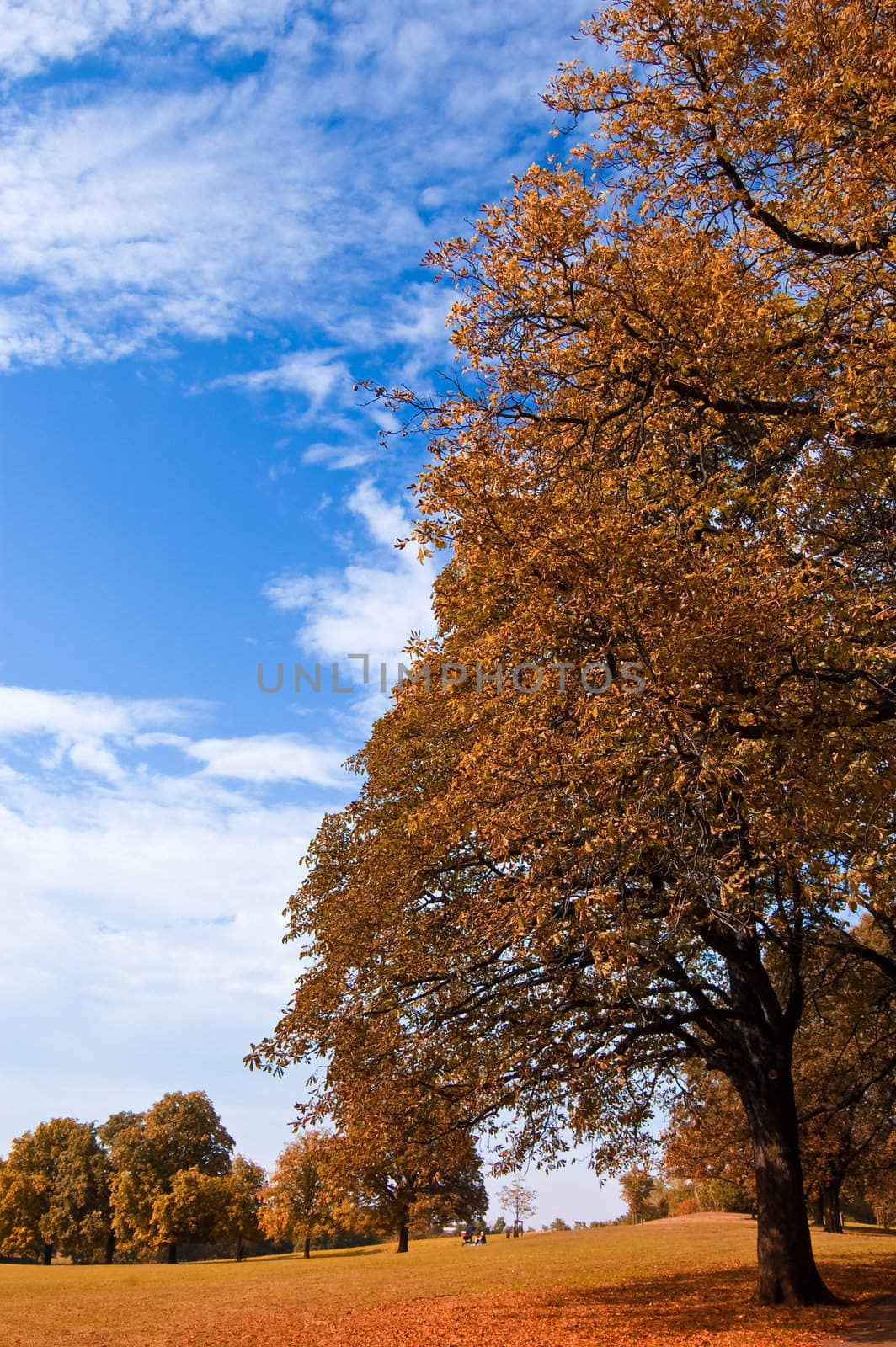 beautiful autumn landscape is shown