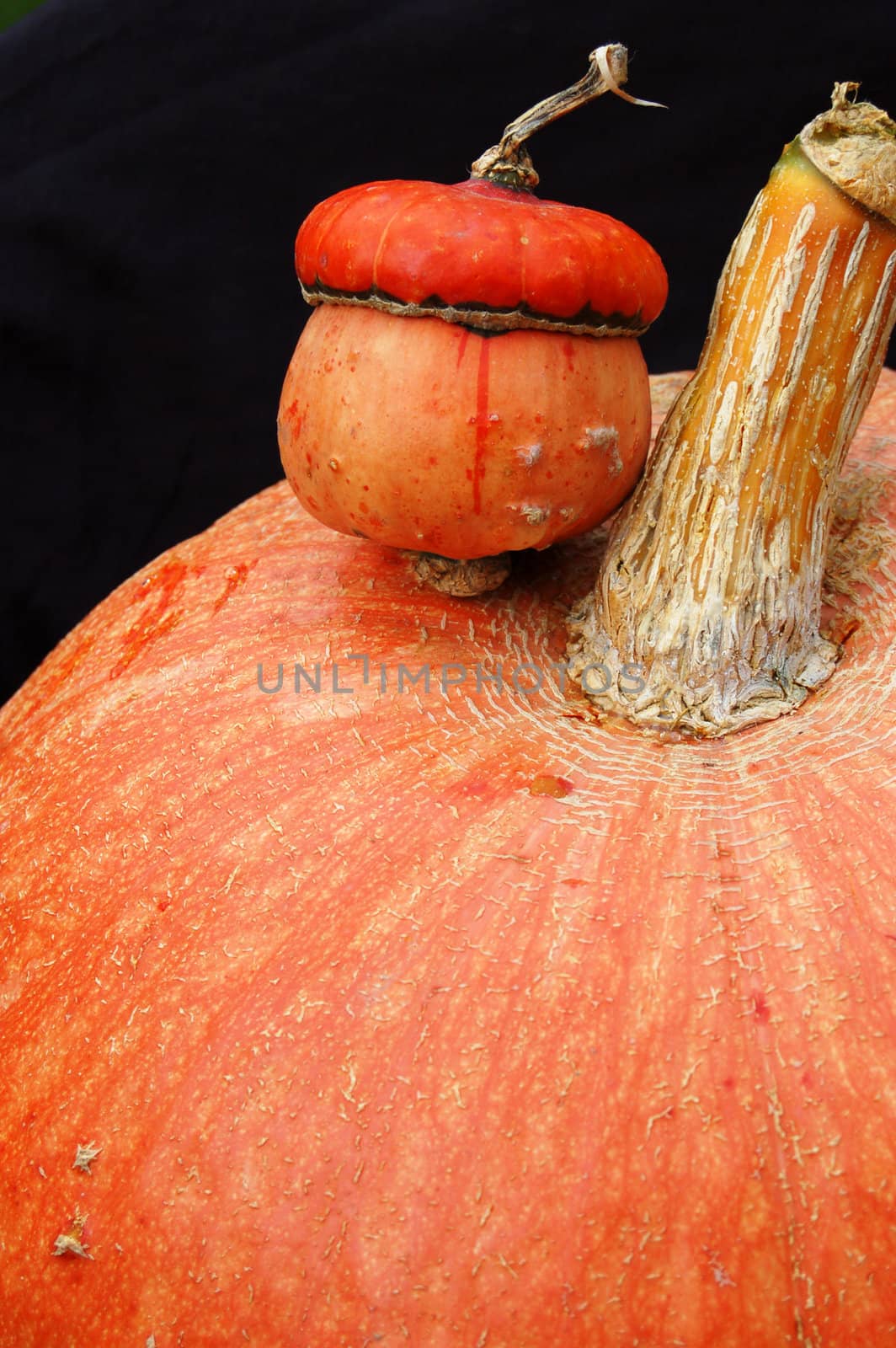 Autumn pumpkin composition by johnnychaos