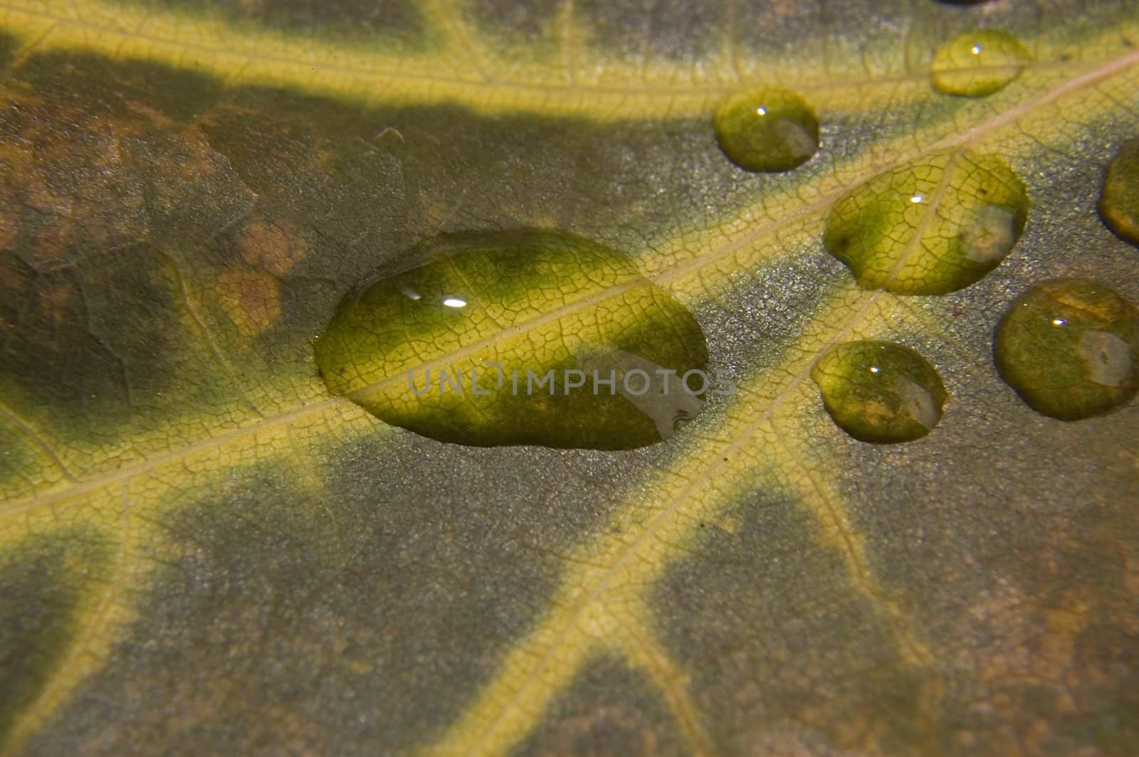 Water drop on autumn leaf by johnnychaos