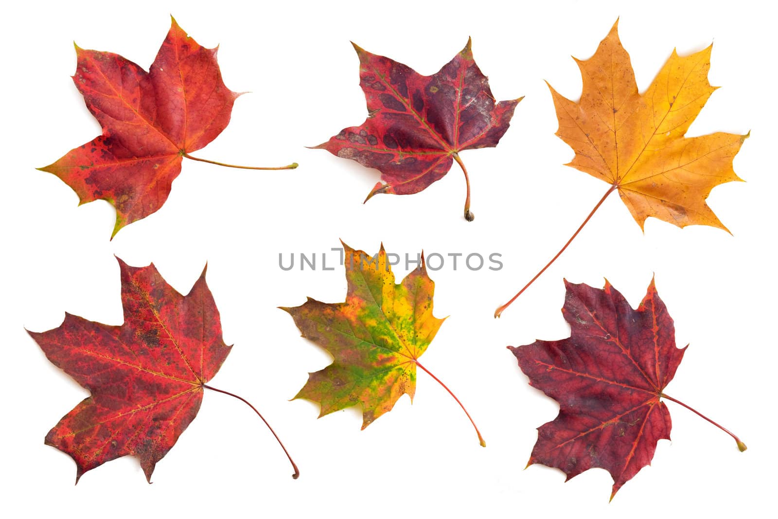 Set of six isolated autumn leaves
