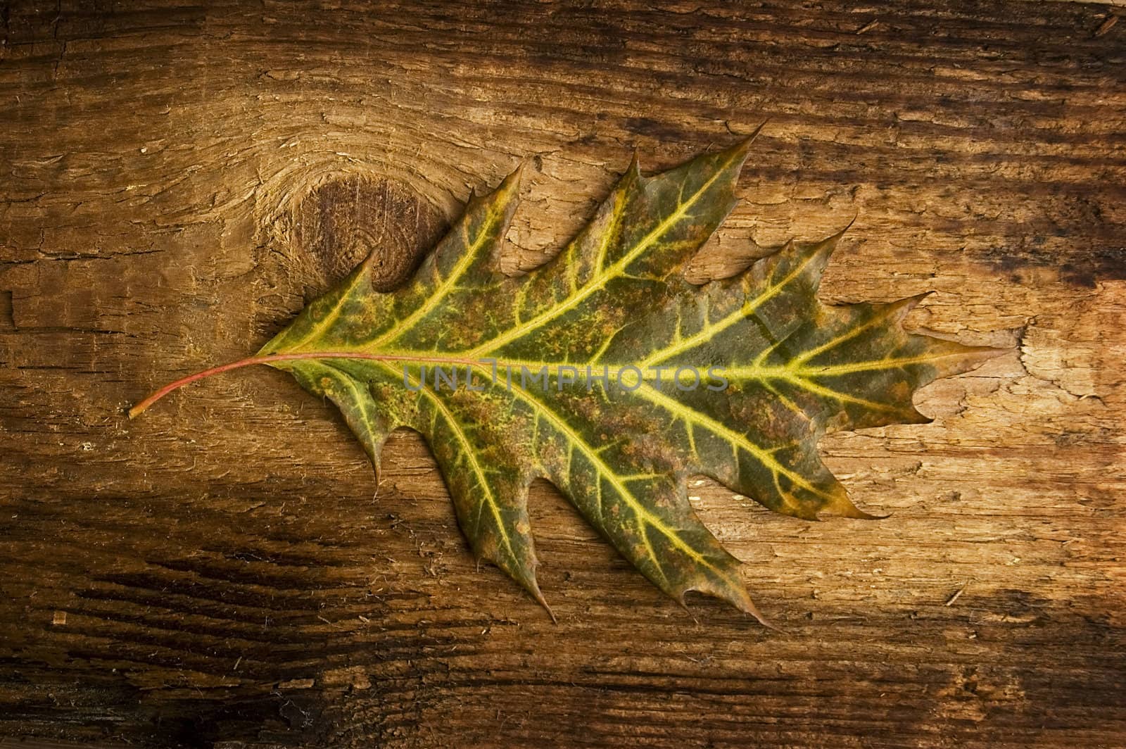 Single autumn leaf over old knaggy board. 