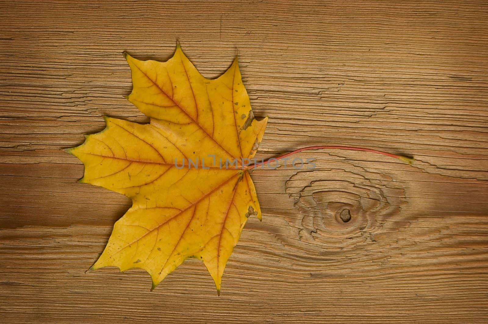 autumn leaf over old board by johnnychaos