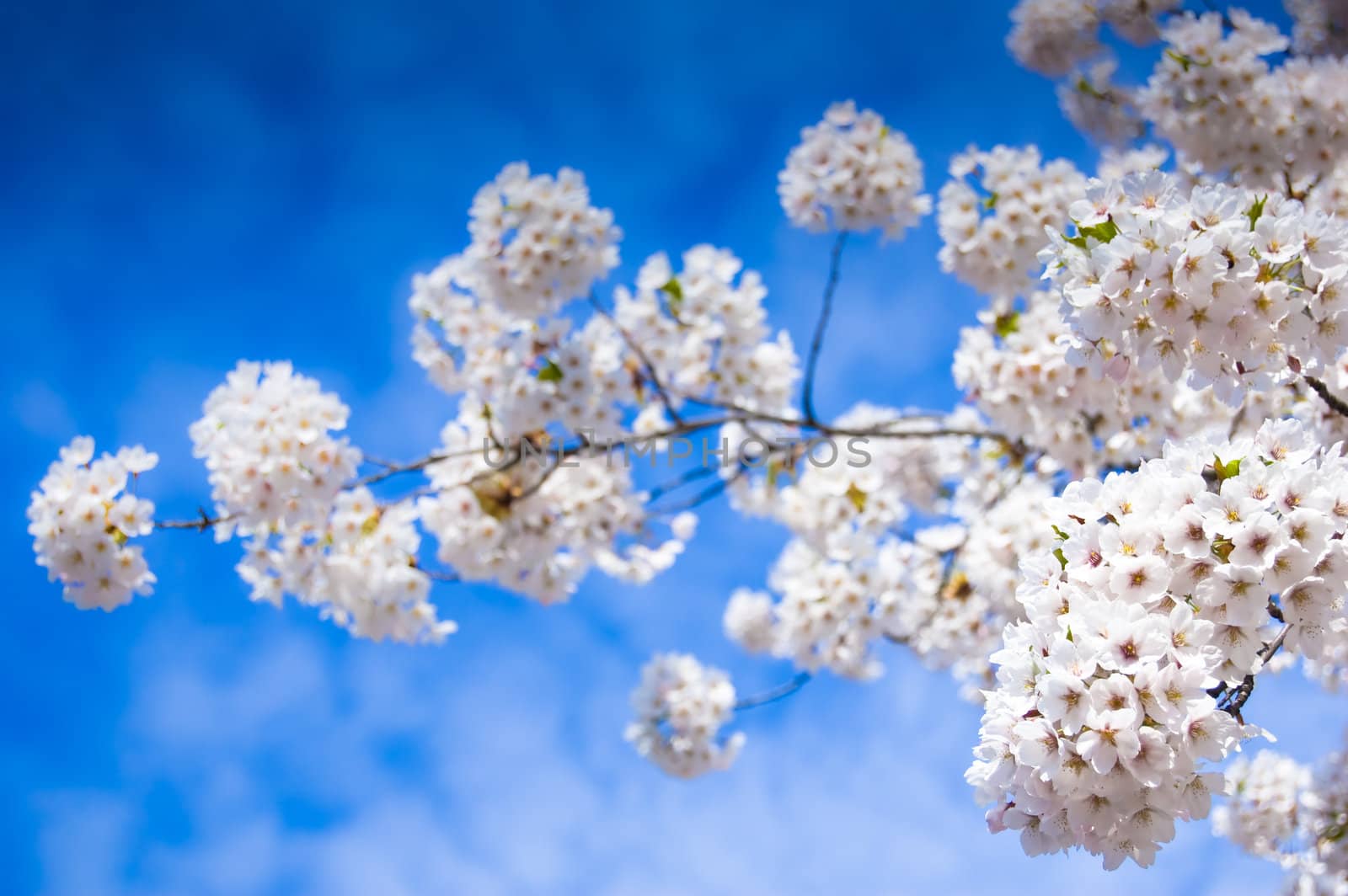 spring flowering on a blue cloudy sky