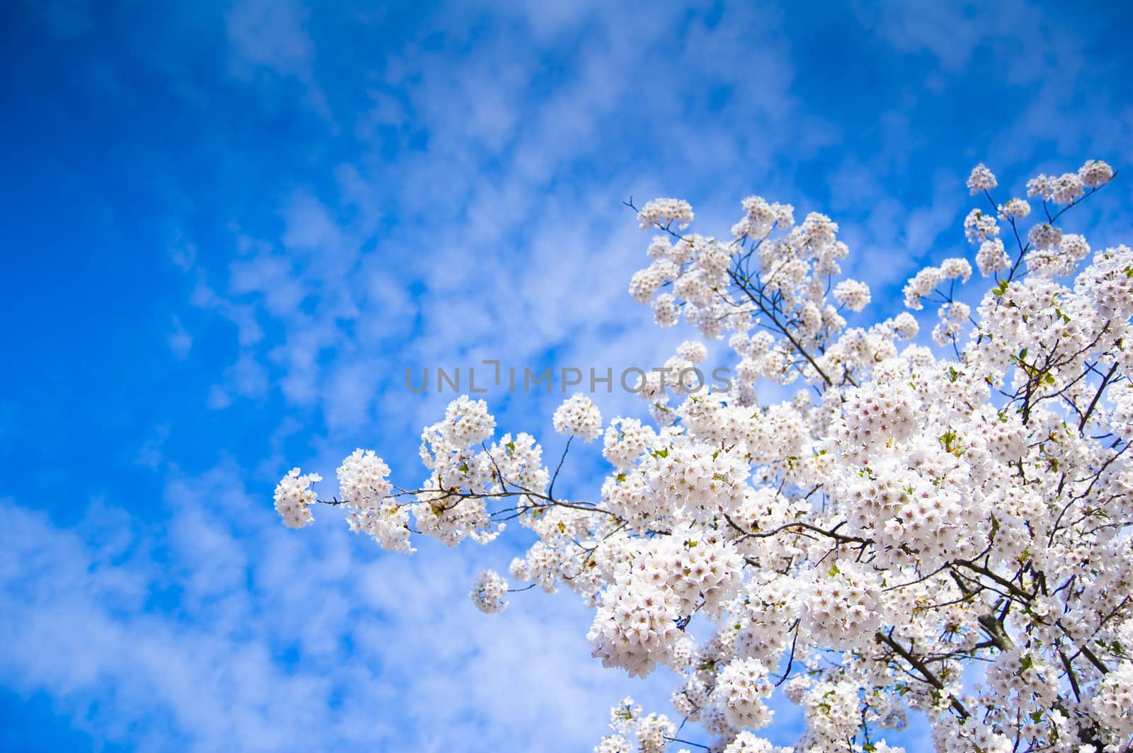 spring flowering on a blue cloudy sky