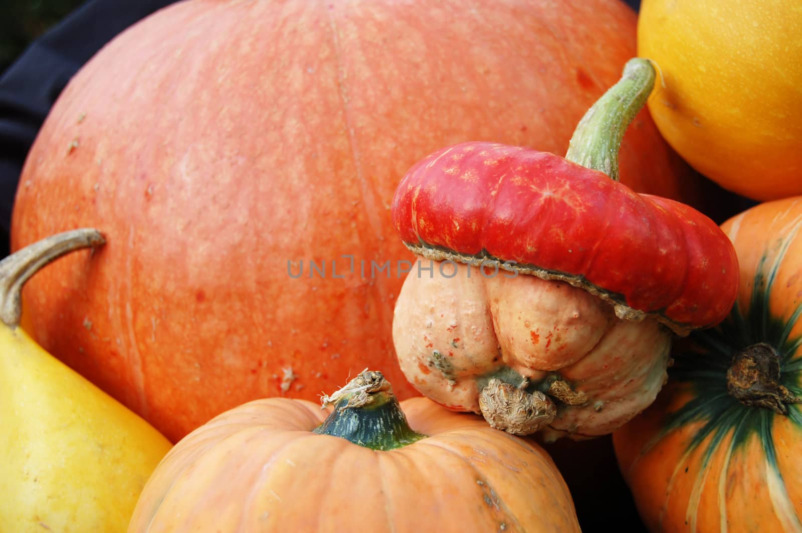 Autumn pumpkin composition by johnnychaos