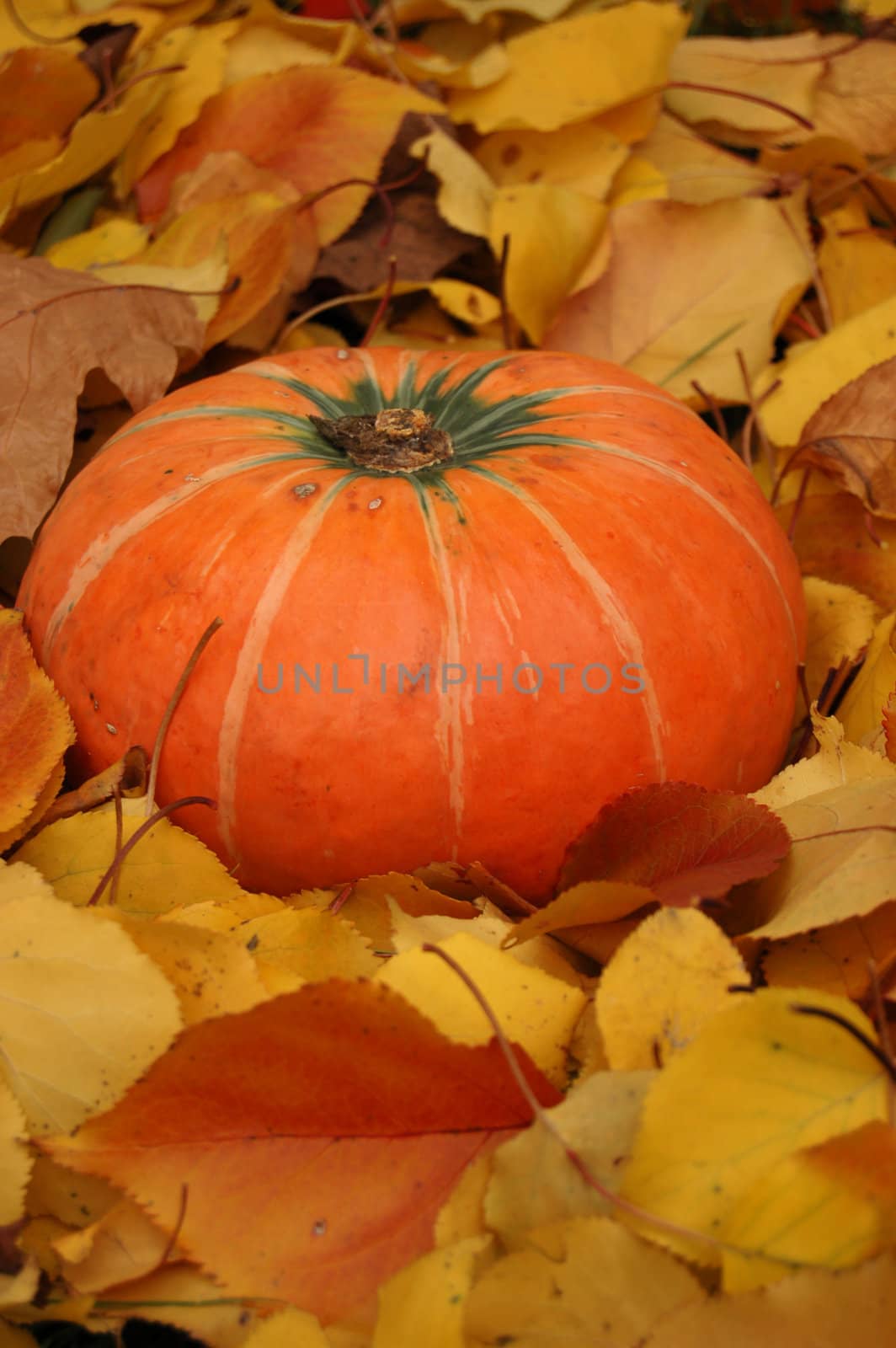 Autumn pumpkin by johnnychaos