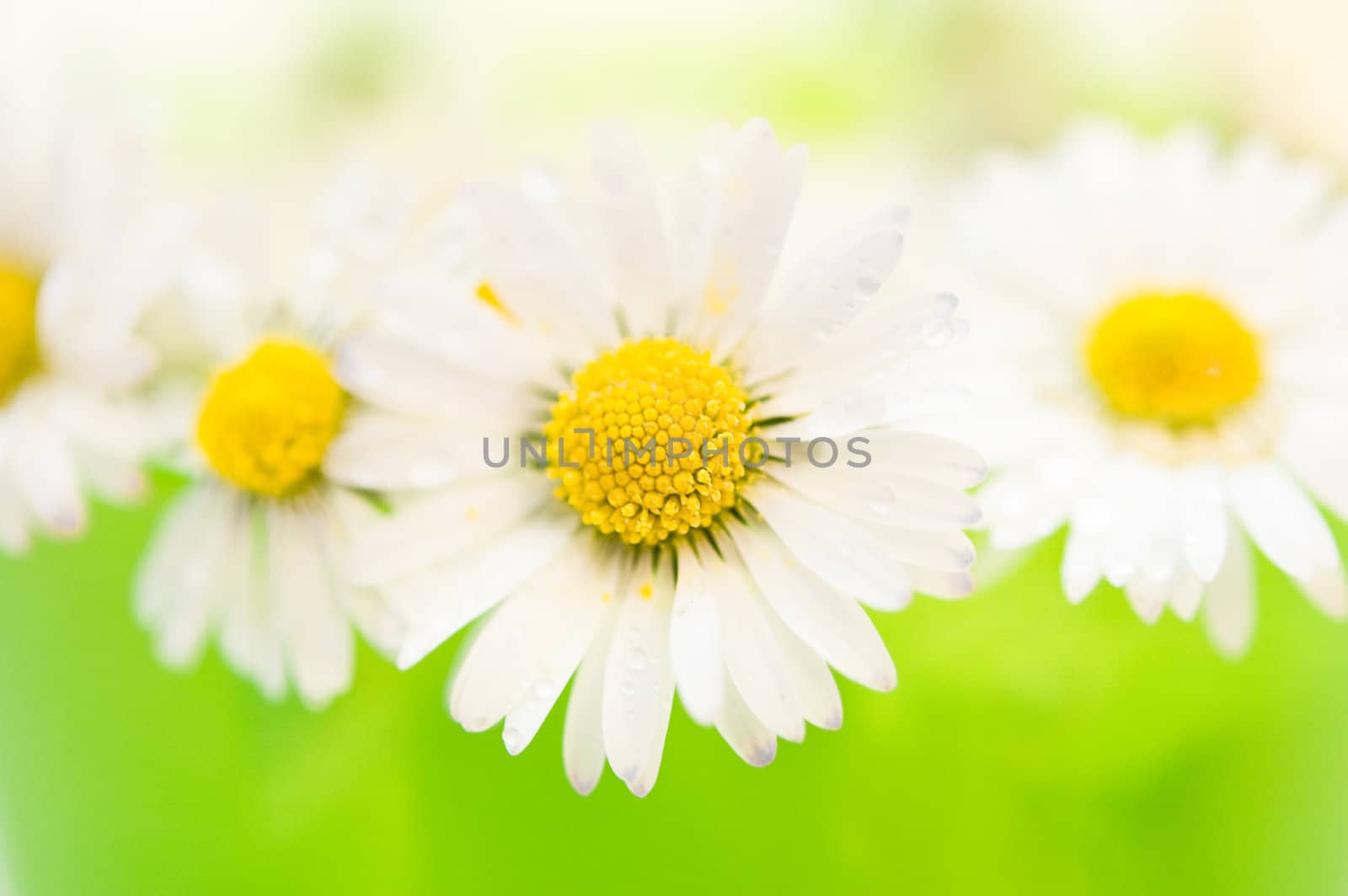 close-up  view of some daisies before green background