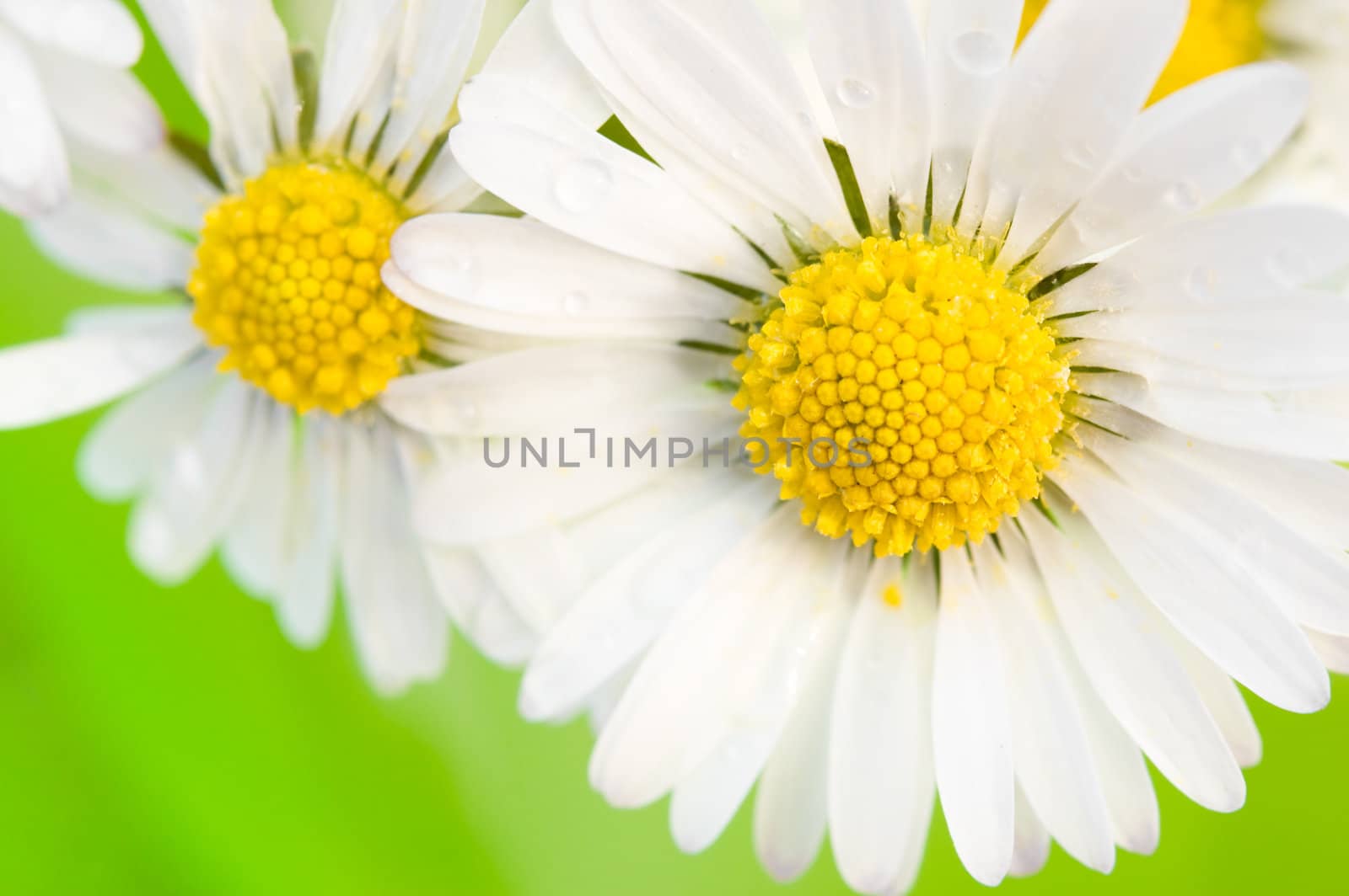 close-up  view of some daisies before green background