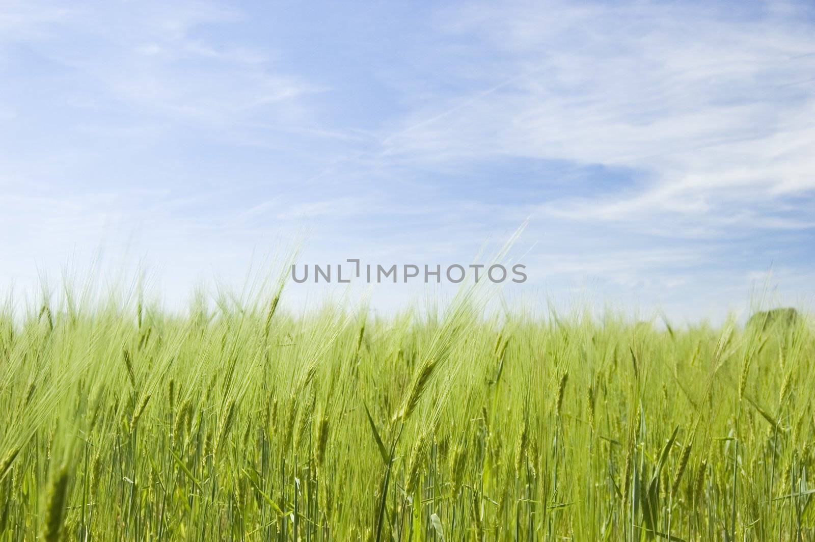 Green fresh wheat filed on spring with blue sky