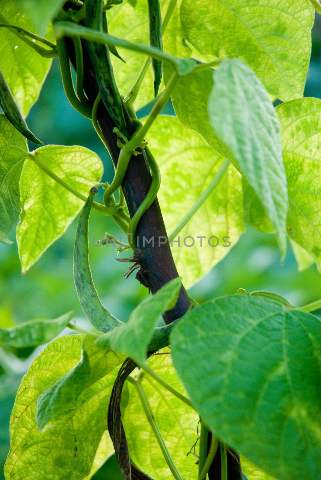 Ripe of green beans growing on vines.