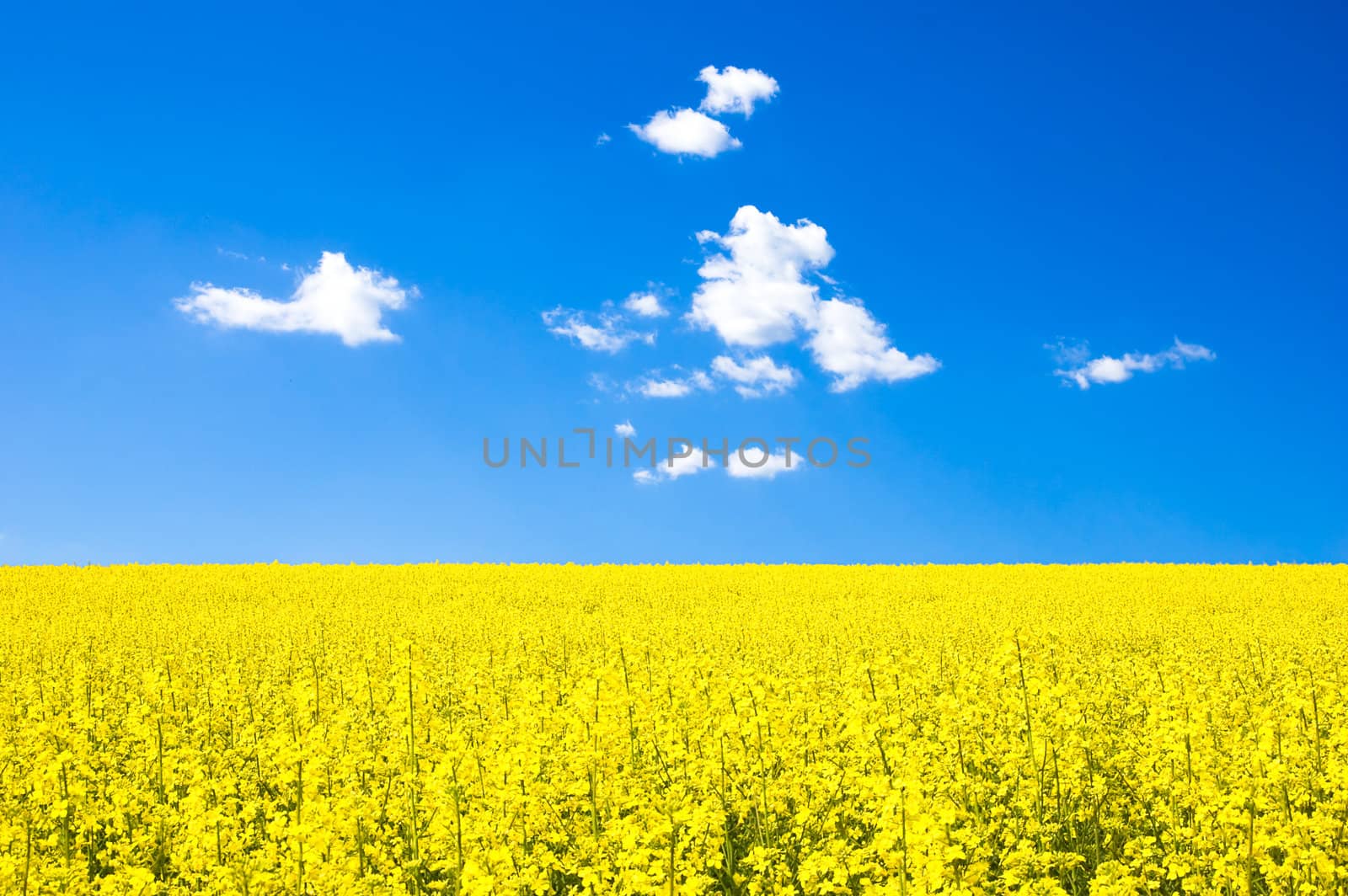 Rapeseed field at spring under blue sky and clouds