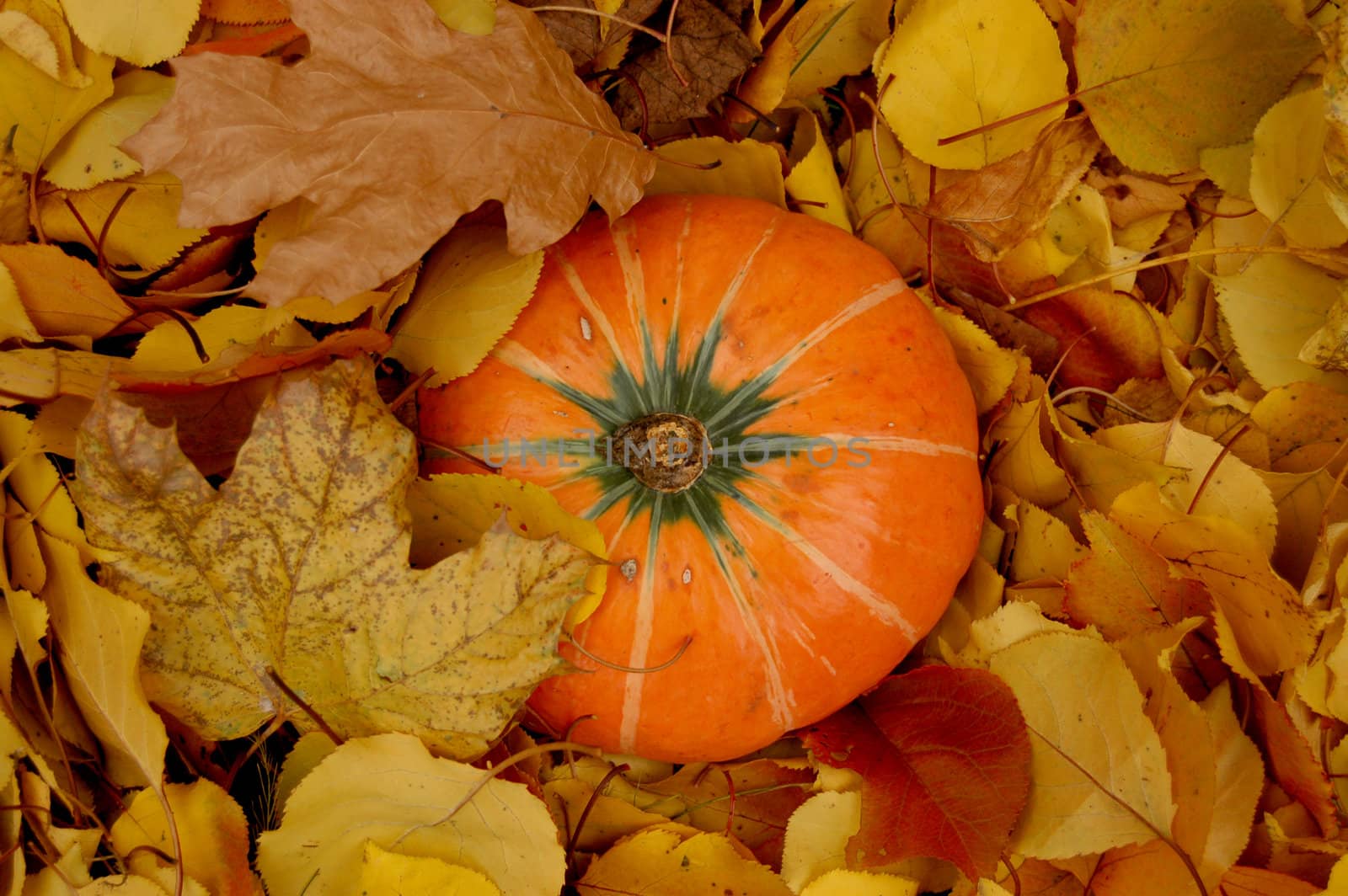 Ripe pumpkin surrounded with colorful autumn leaves