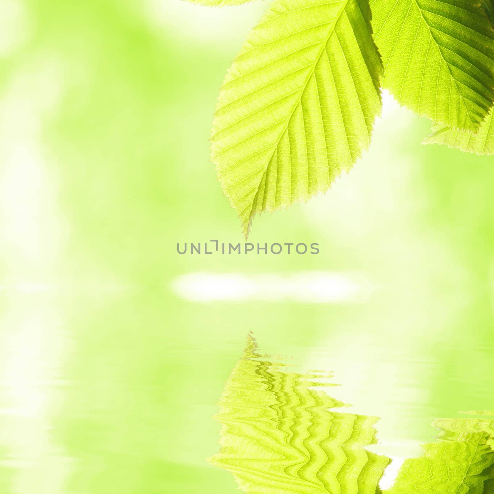 green leaf and water reflection on summer day