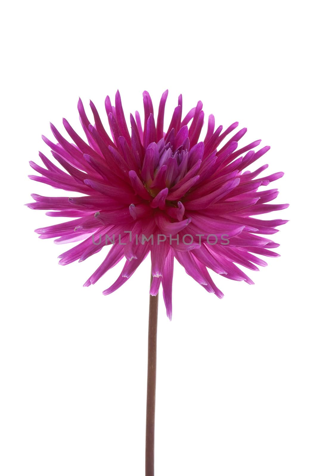 Single purple dalia flower on White Background.