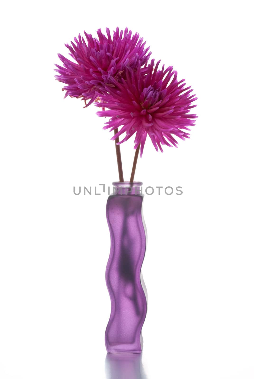 Two purple dalia flower in purple vase on White Background on top of reflective silver surface.