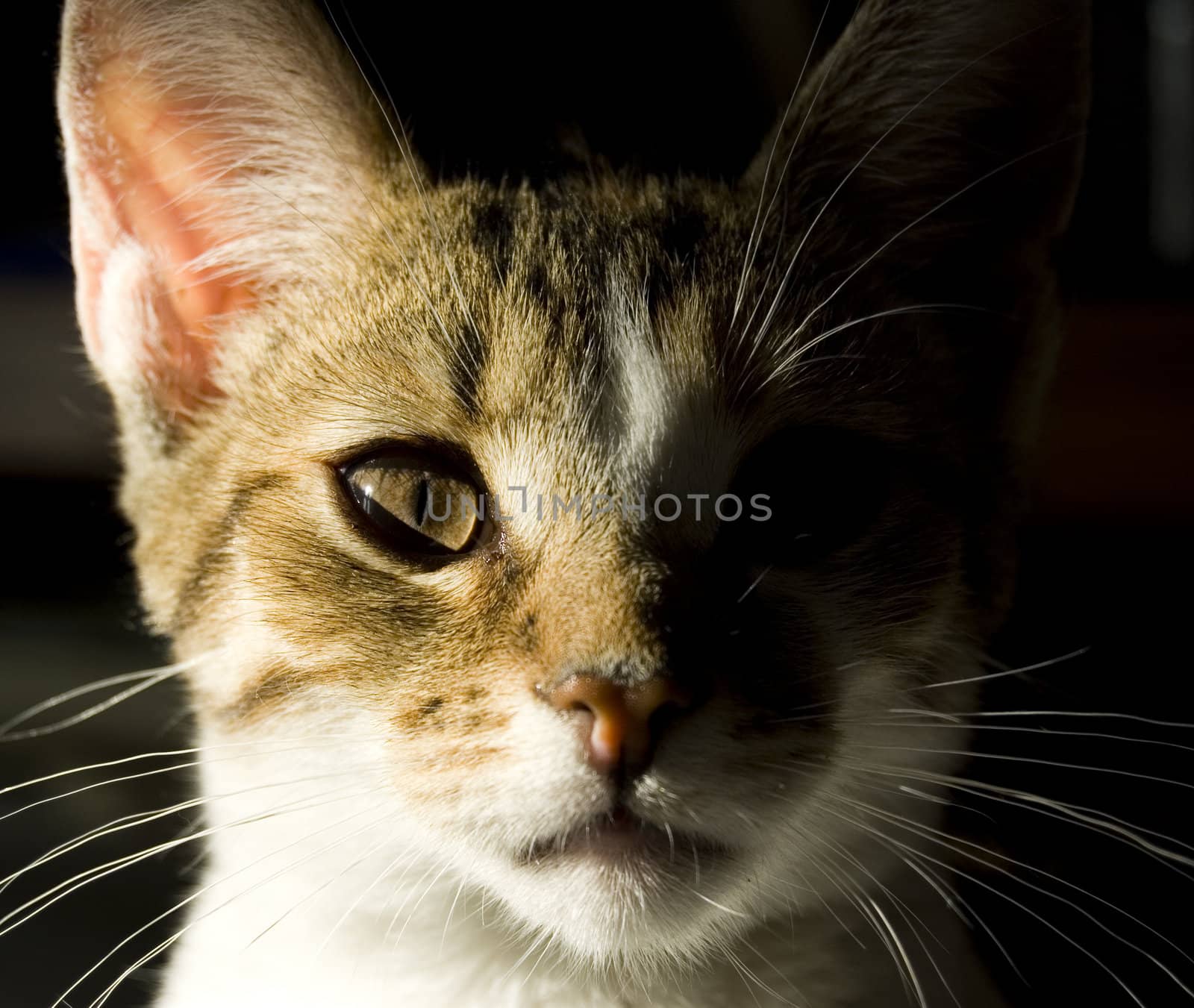 Portrait of little domestic cat with strong shadow