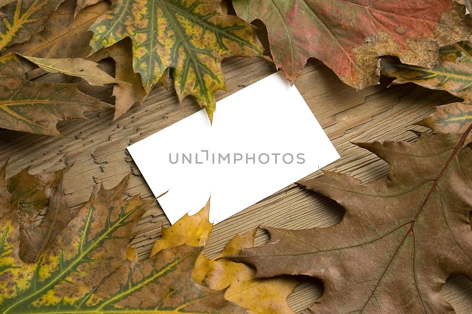 Blank message card with autumn colorful leaf over board