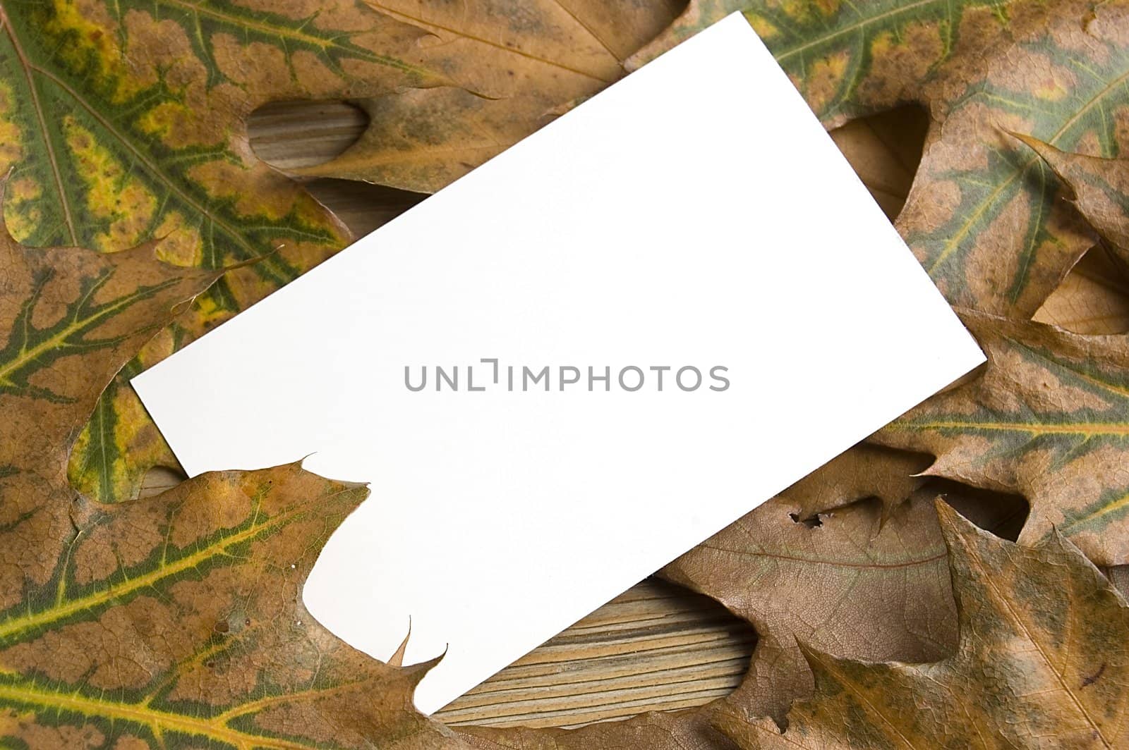Blank message card with autumn colorful leaf over board