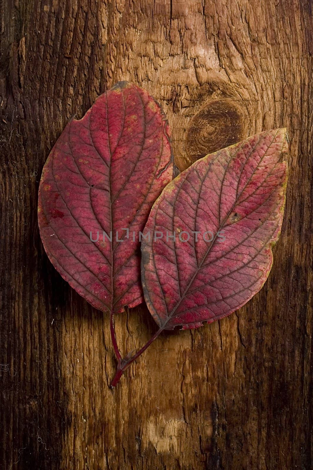 Single autumn leaf over old knaggy board.