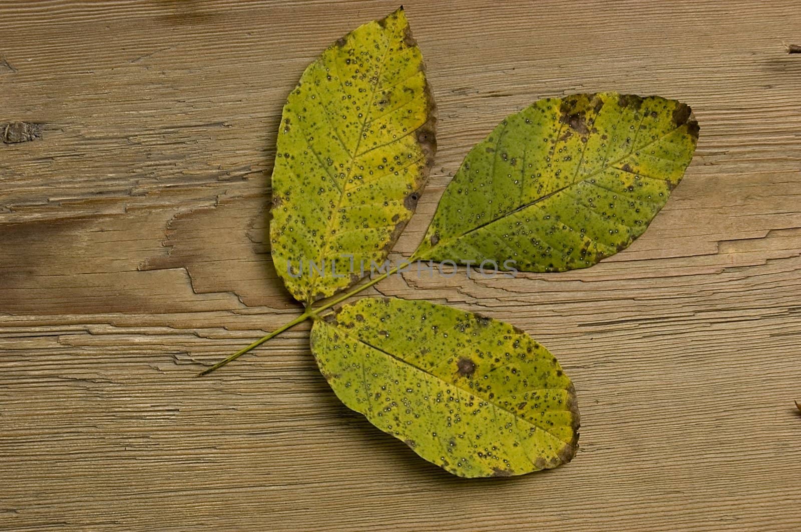 autumn leaf over old board by johnnychaos