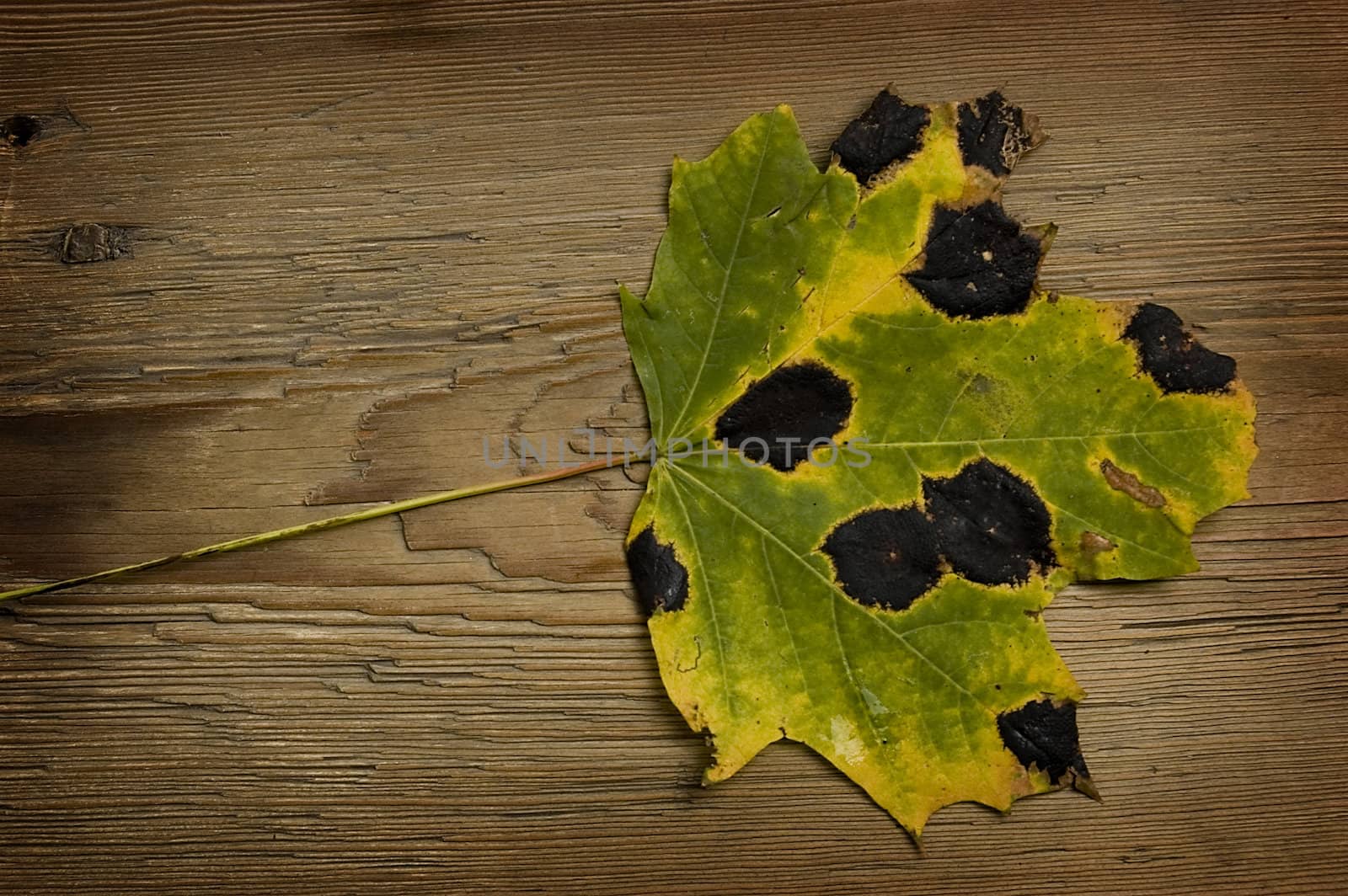 Single autumn leaf over old knaggy board. 