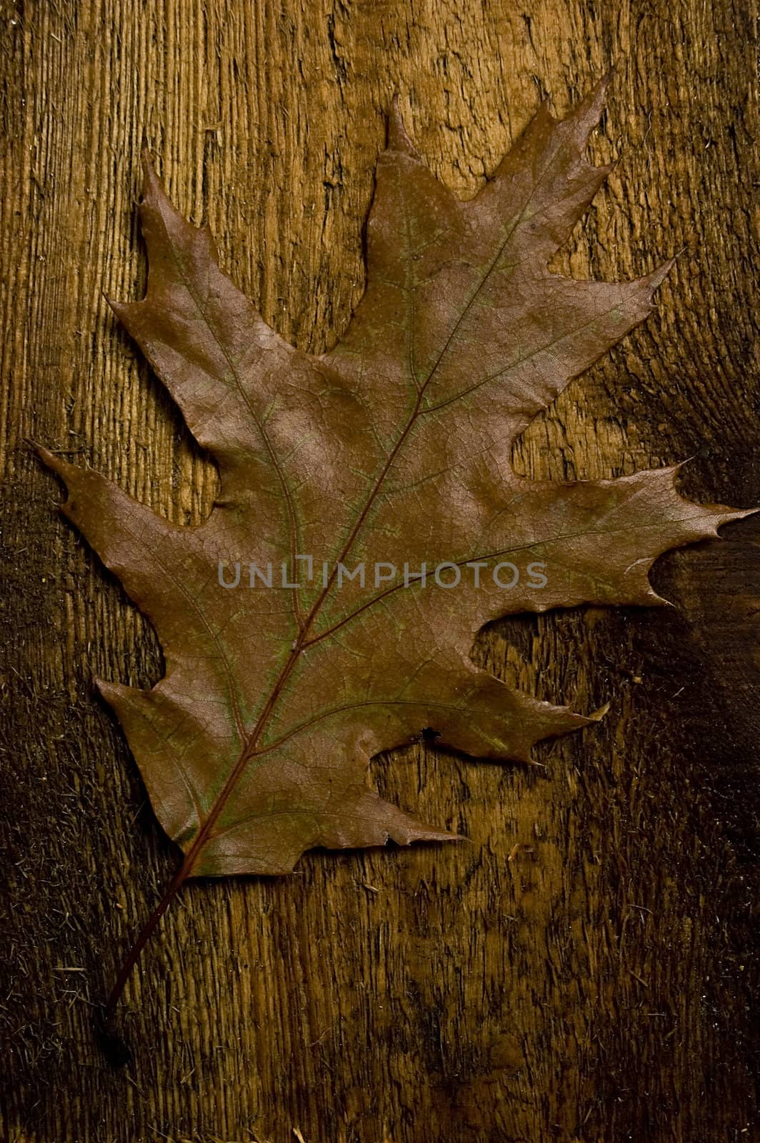 Single autumn leaf over old knaggy board. 