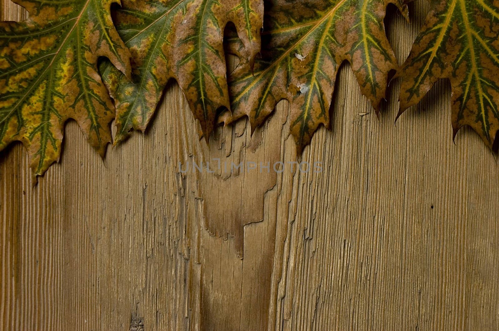 Autumn frame made of fallen leaves and a board