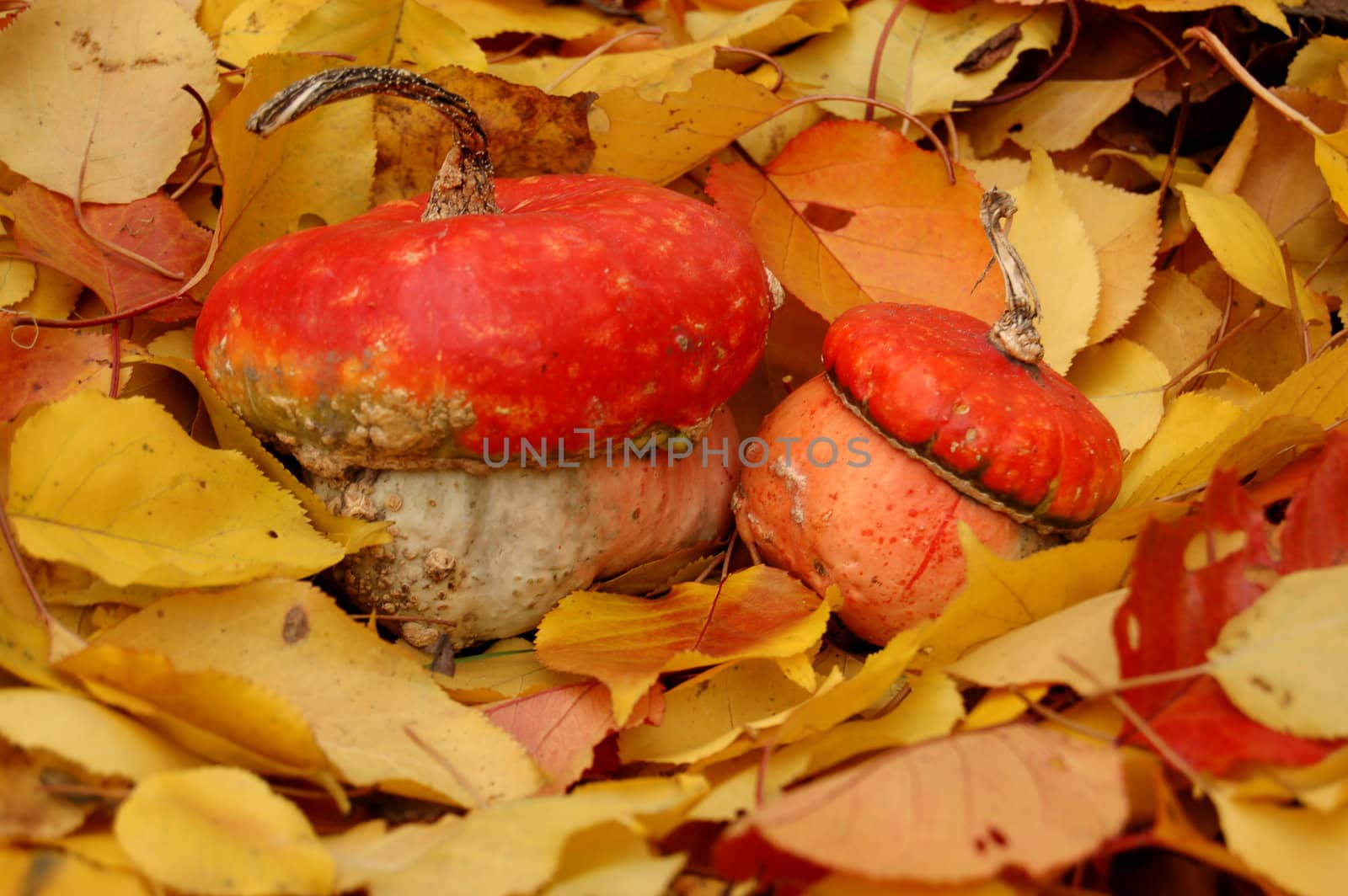 Ripe pumpkin surrounded with colorful autumn leaves