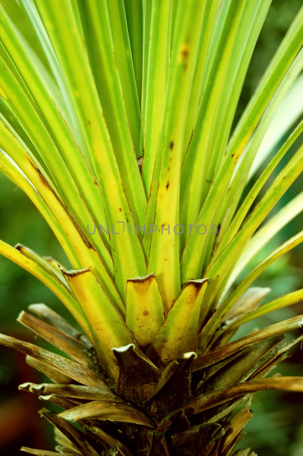 Palm close-up. Vibrant green pattern