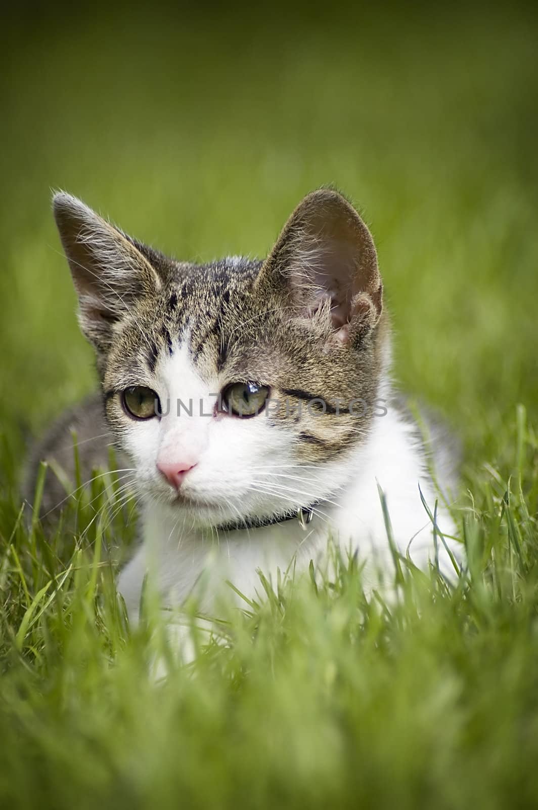 Cute cat in the grass by johnnychaos