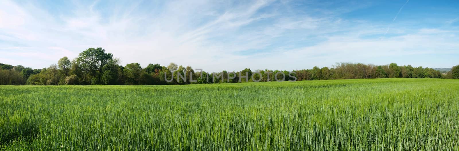 Panorama of a fresh green barley field in the French countryside