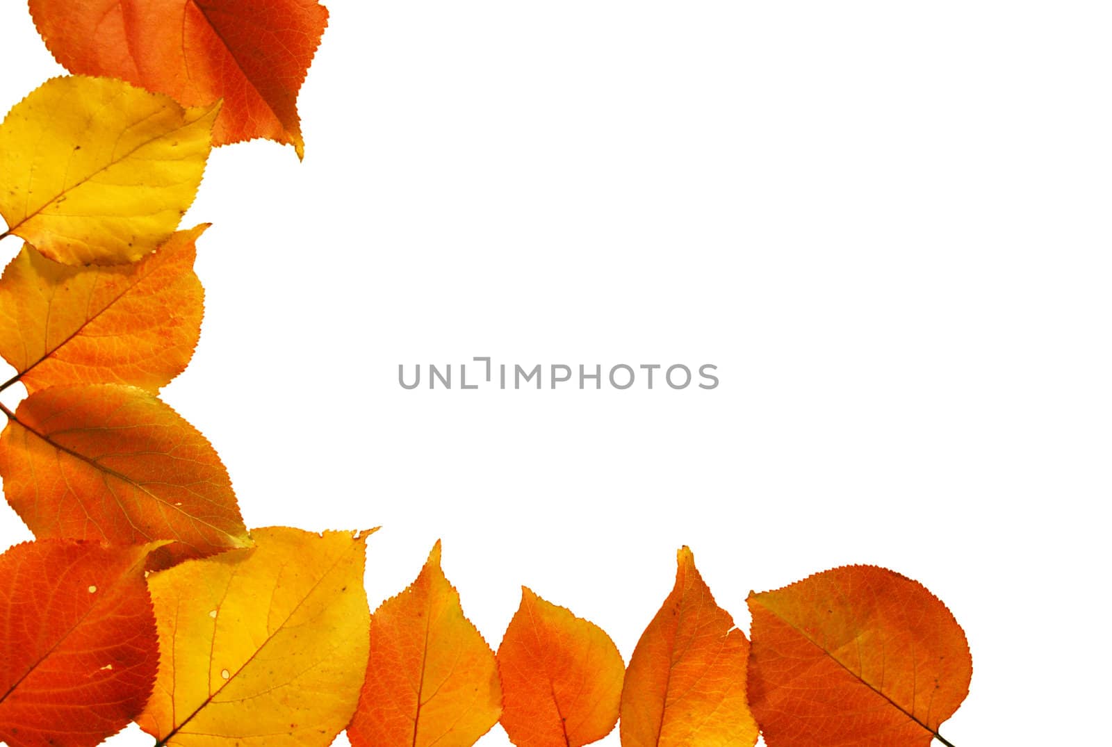 Autumn leaves by johnnychaos