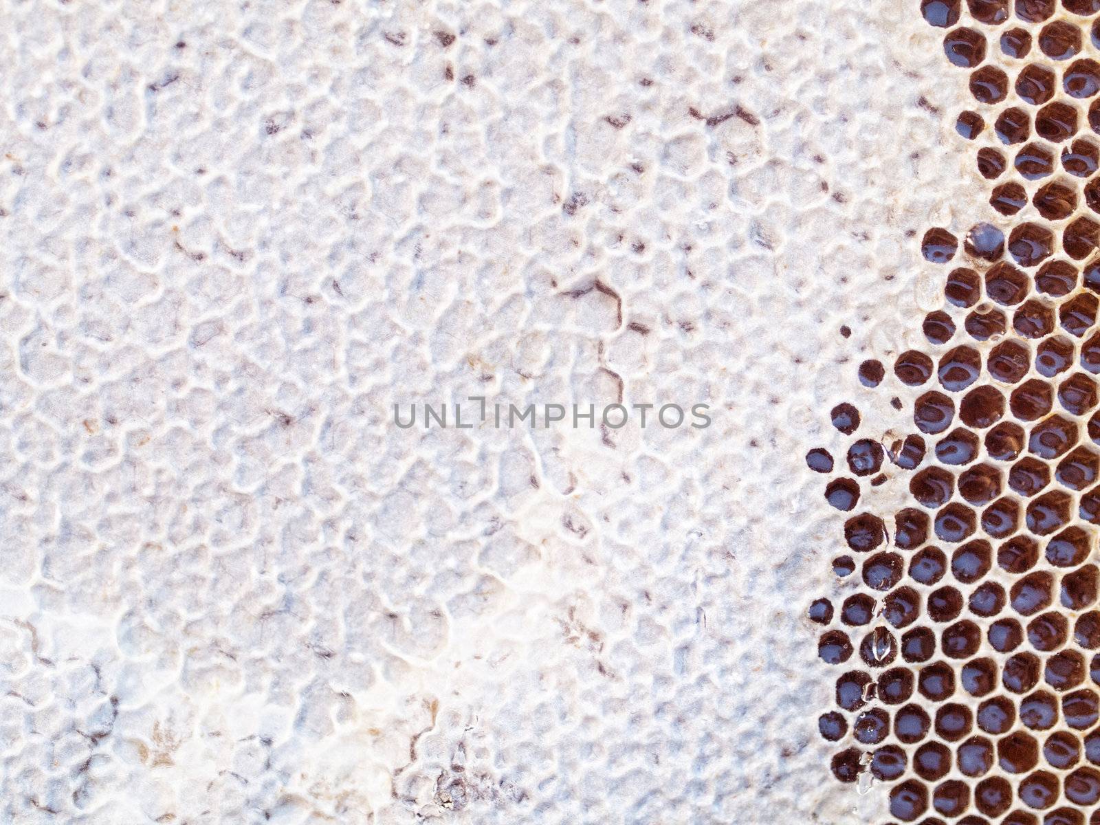 Close up of a empty honeycomb behind a glass sheet