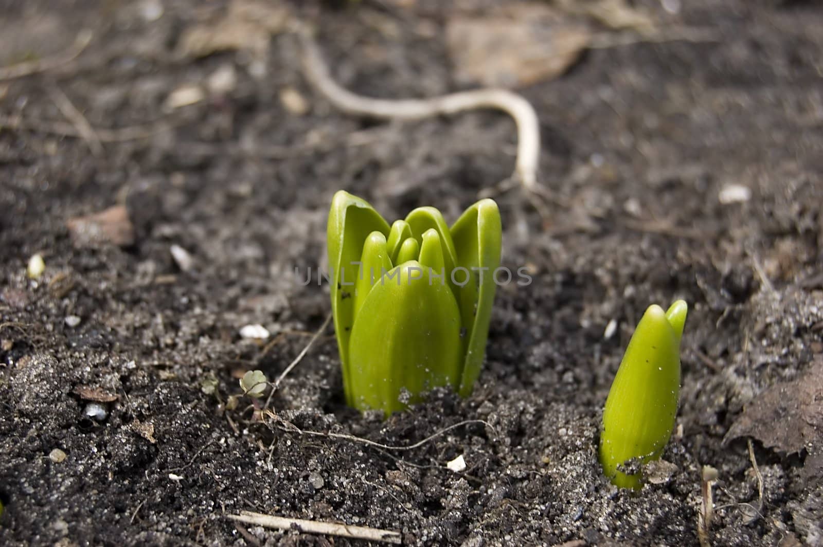 Spring time - first crocus growing