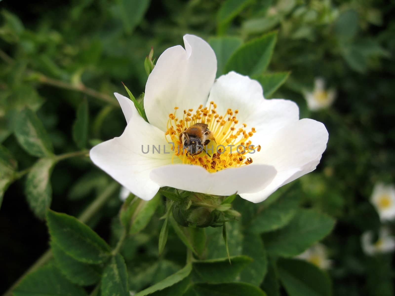 Bee on white briar flower by tomatto