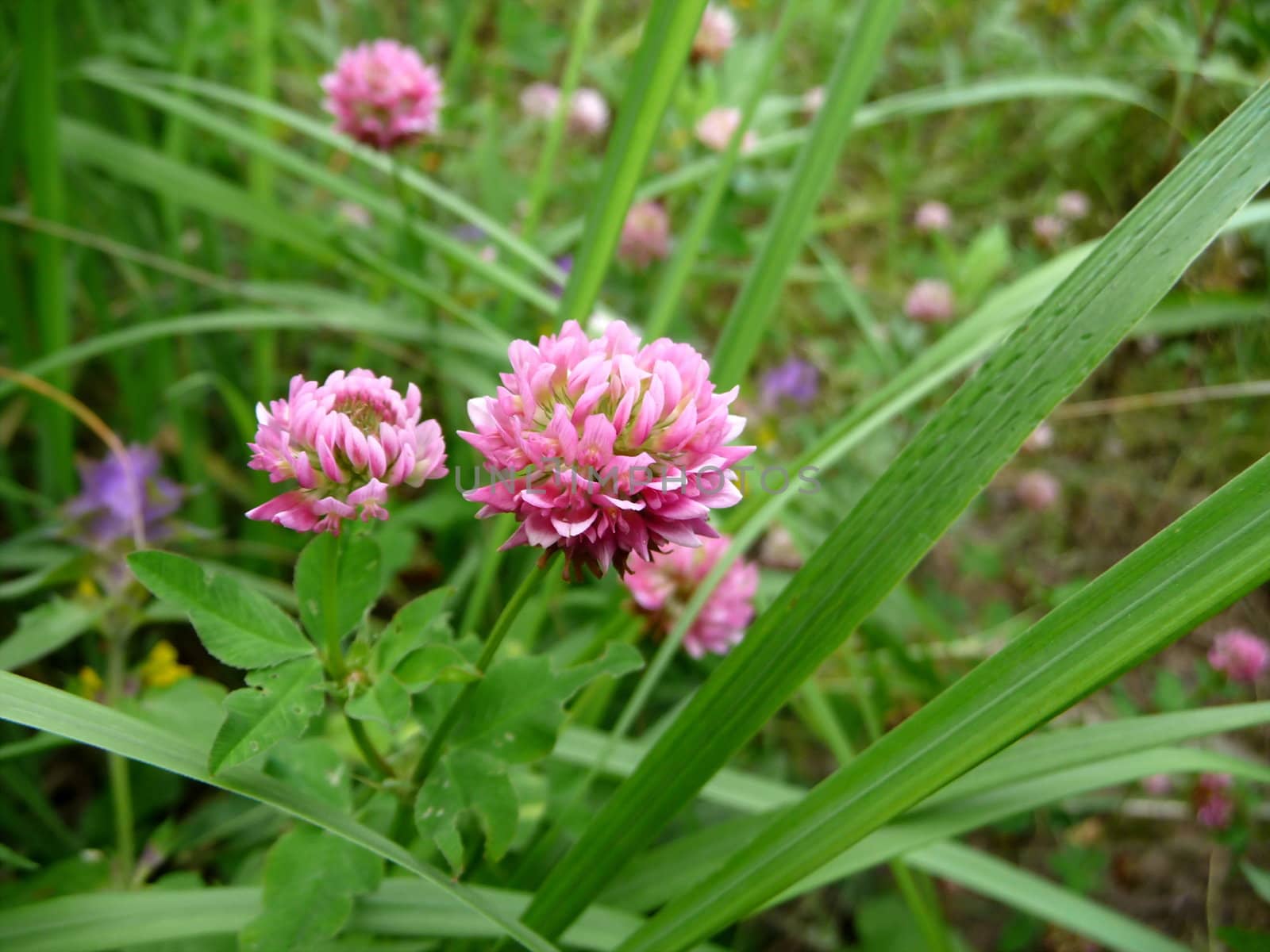 Clover flowers on a background of meadow grass