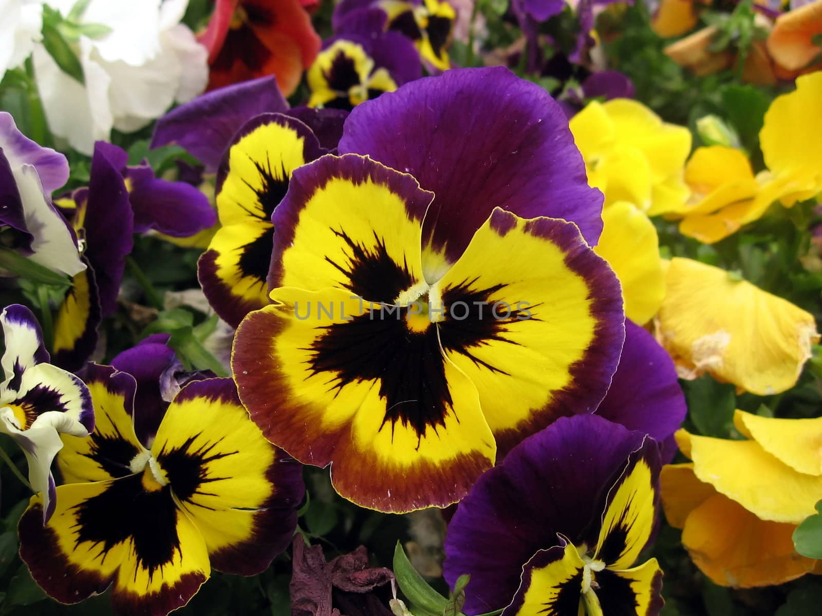 Background of the various colored pansies flowers