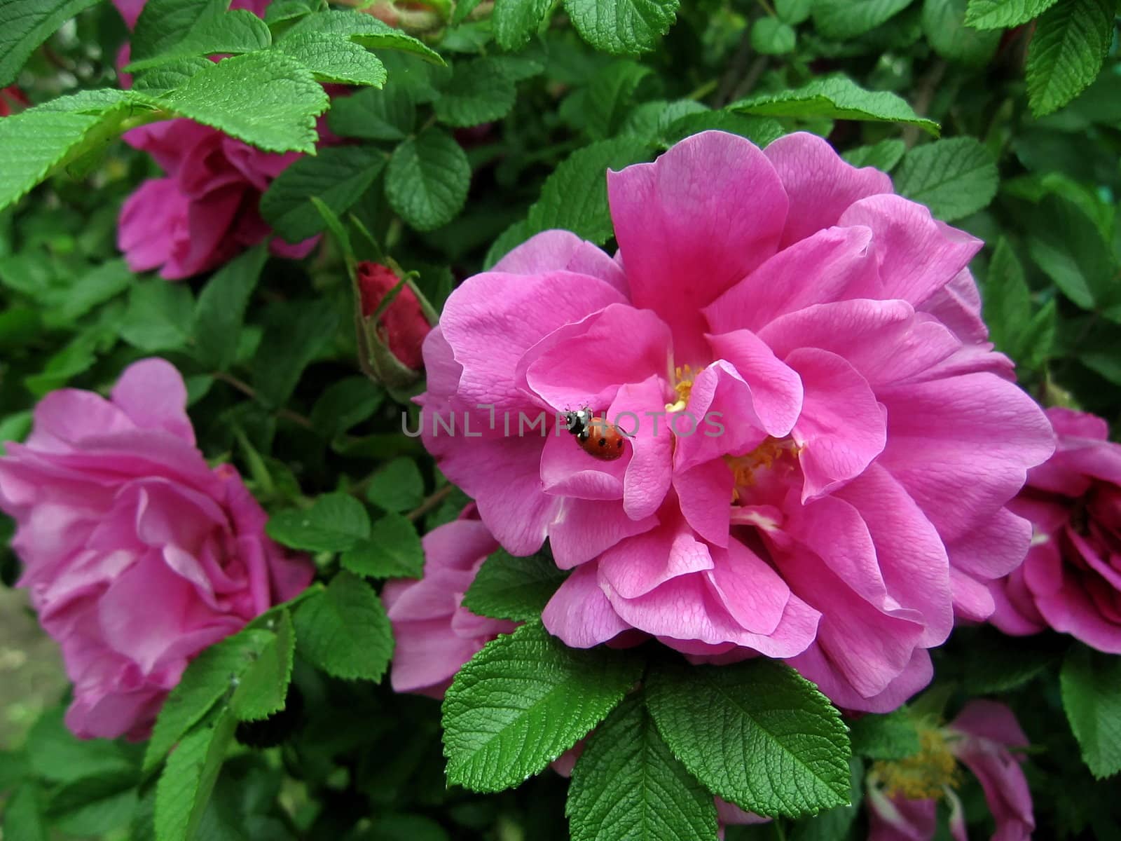 Beautiful pink briar flower with ladybird on it