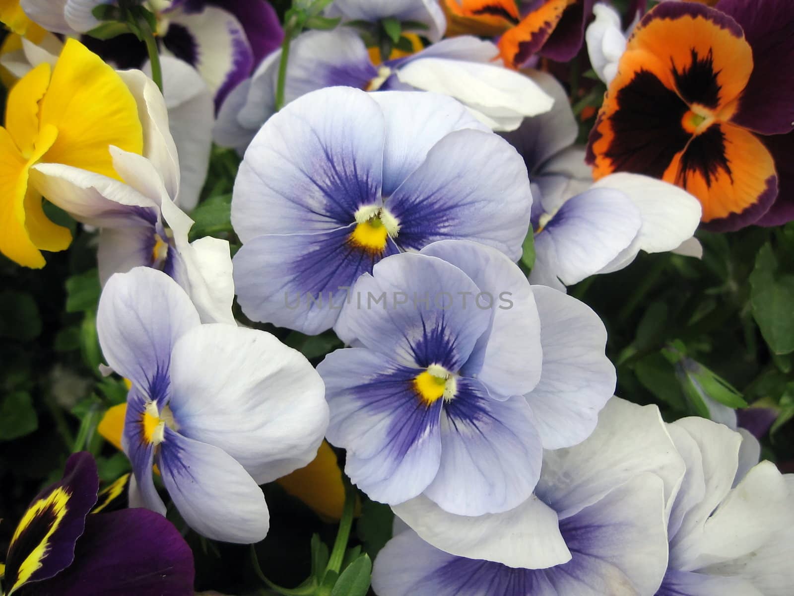 Pansies by tomatto