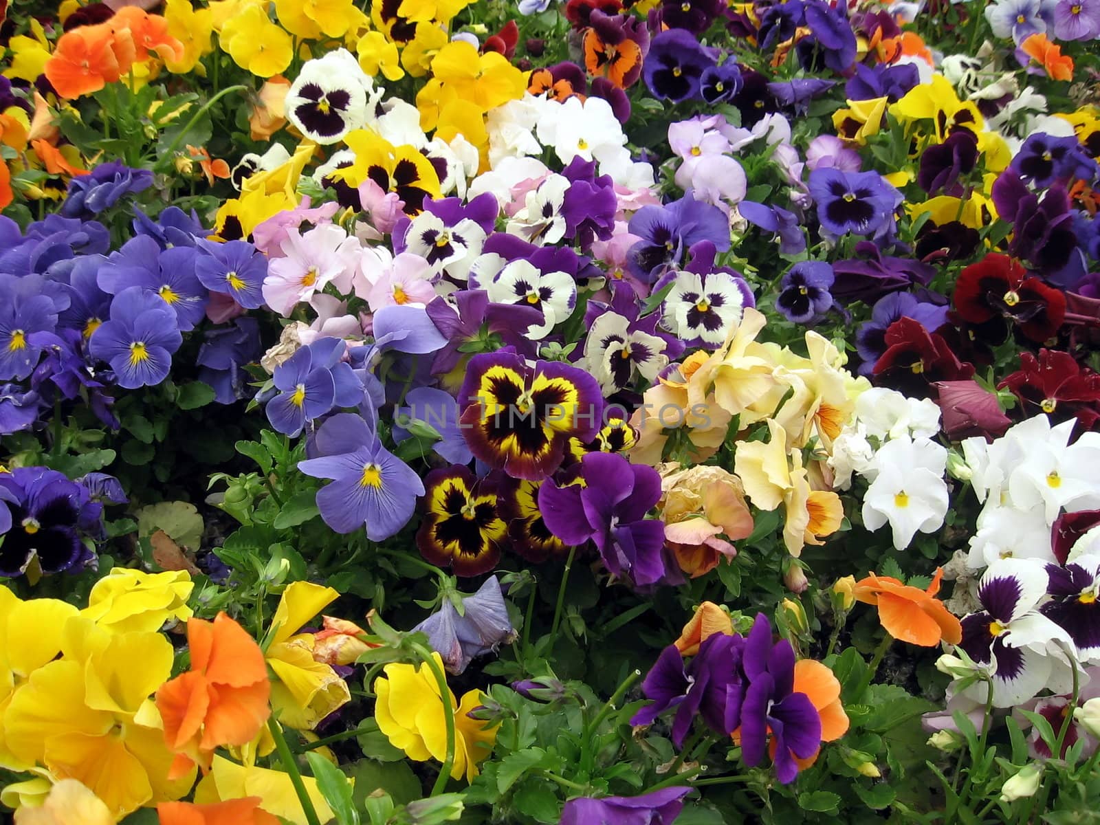Pansies flowers by tomatto