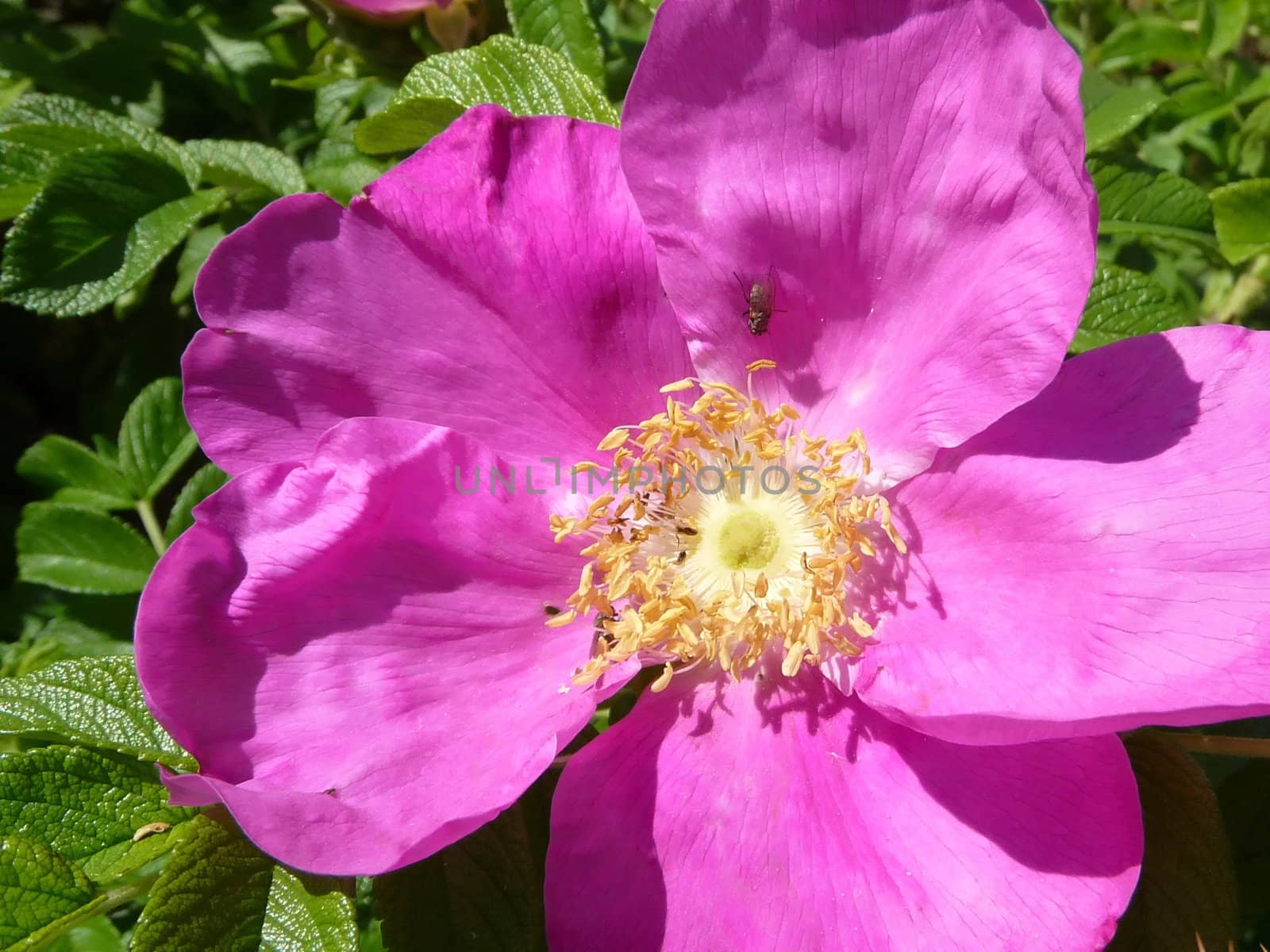 Beautiful pink briar flower with fly on it